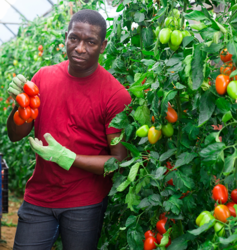 Farmer with tomatoes